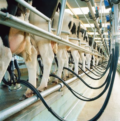 136 венгерских бурёнок прибыли в Башкирию для повышения надоев